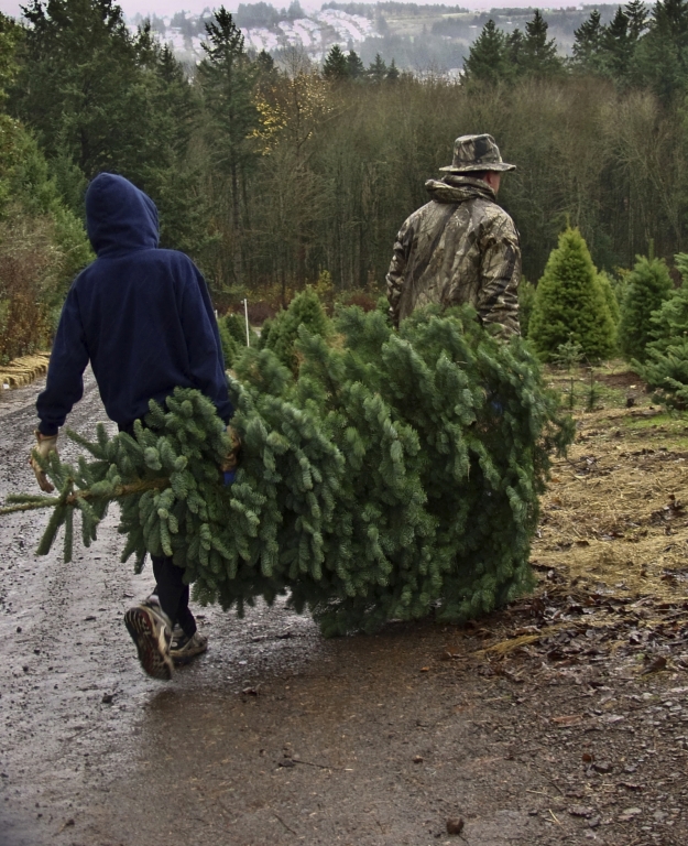 auto.de-Umfrage: Wie transportiern Sie Ihren Baum?