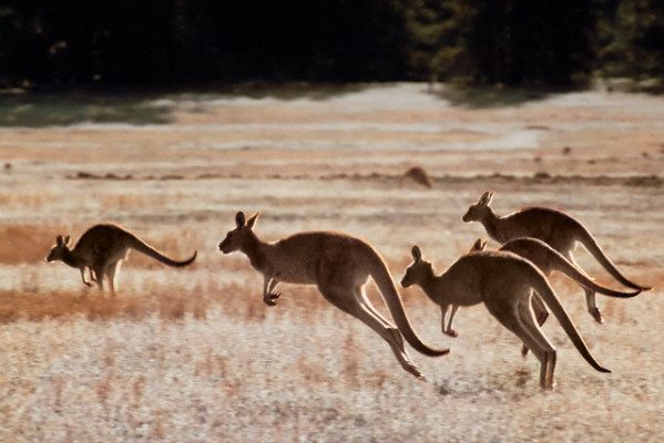 Statt Känguru und Bondi Beach: Australische Massenraserei