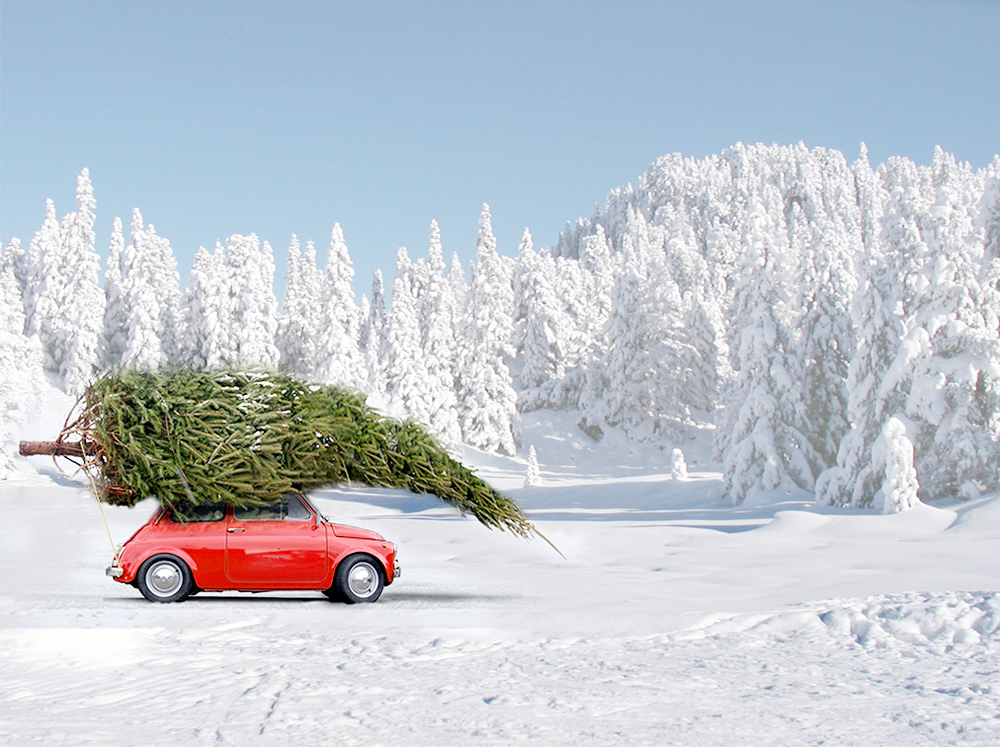 auto.de-Umfrage: Wie transportiern Sie Ihren Baum?