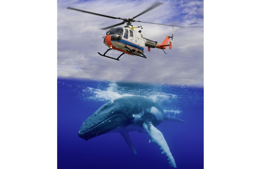 Die Idee aus der Natur übertrugen die Forscher jetzt auf die Rotorblätter eines Hubschraubers