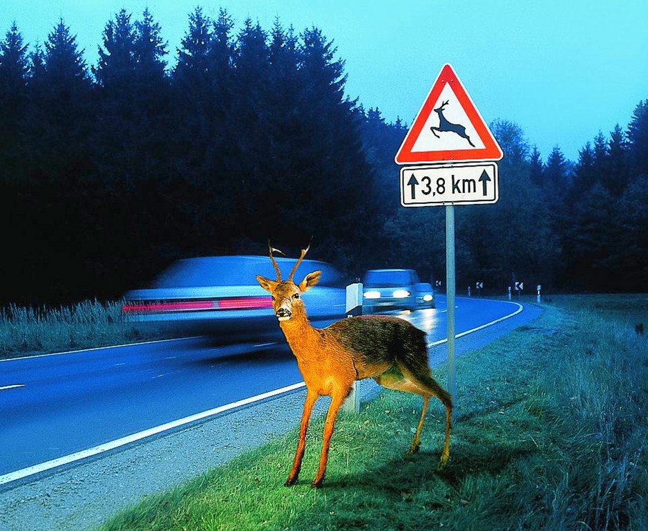 Umstellung auf Sommerzeit: Steigende Gefahr von Wildunfällen