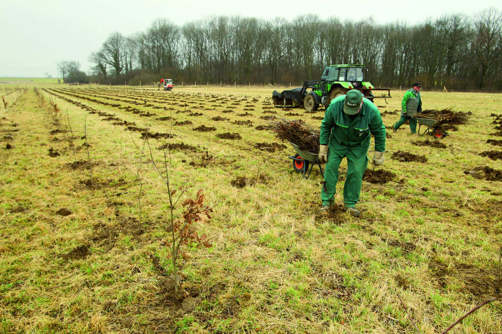 Volkswagen pflanzt neuen Wald in Essenrode