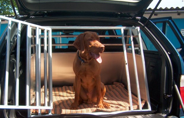 Tiere im Auto: Ab in die Transportbox
