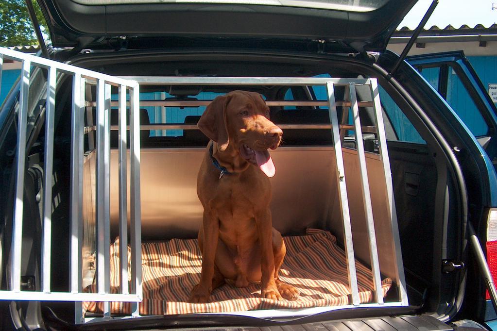 Tiere im Auto: Ab in die Transportbox