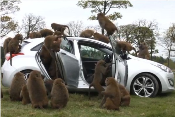 Tierisch gut! Hyundai i30 besteht Affentest