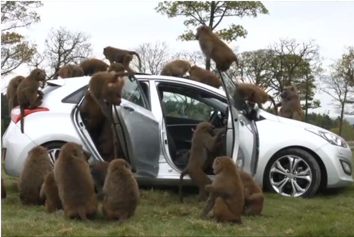 Tierisch gut! Hyundai i30 besteht Affentest