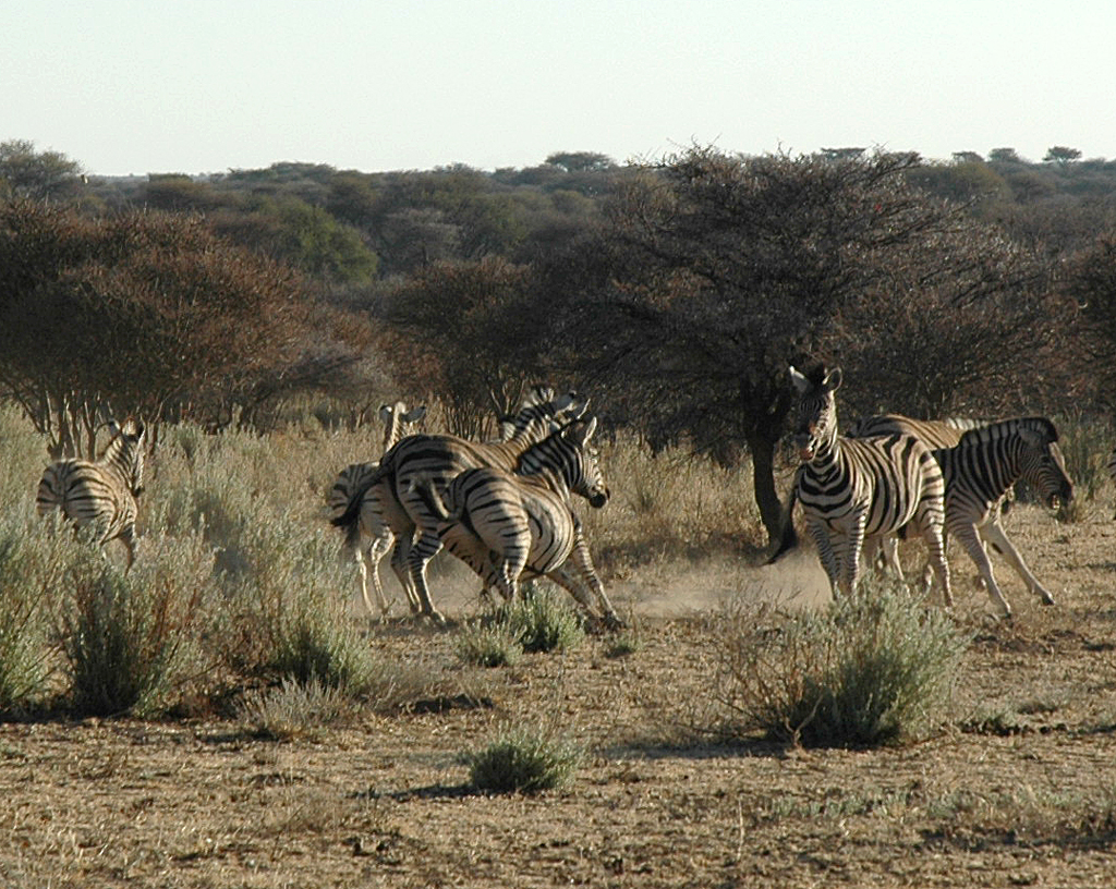 ... eine Herde Zebras in der Savanne. 