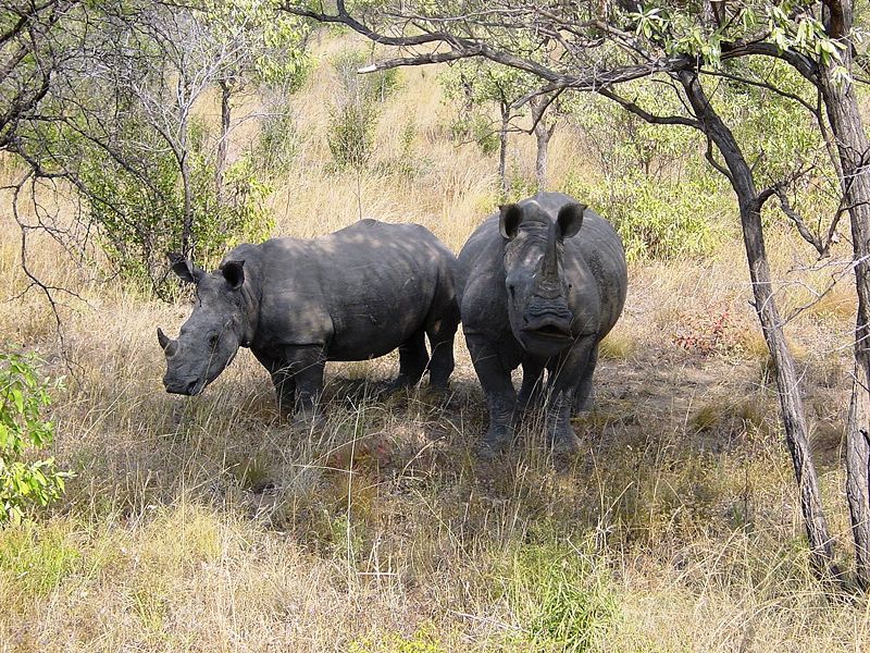 Die schönsten Urlaubsstrecken mit dem Auto – Heute: Durch den Krüger-Nationalpark - Bild: Wikipedia