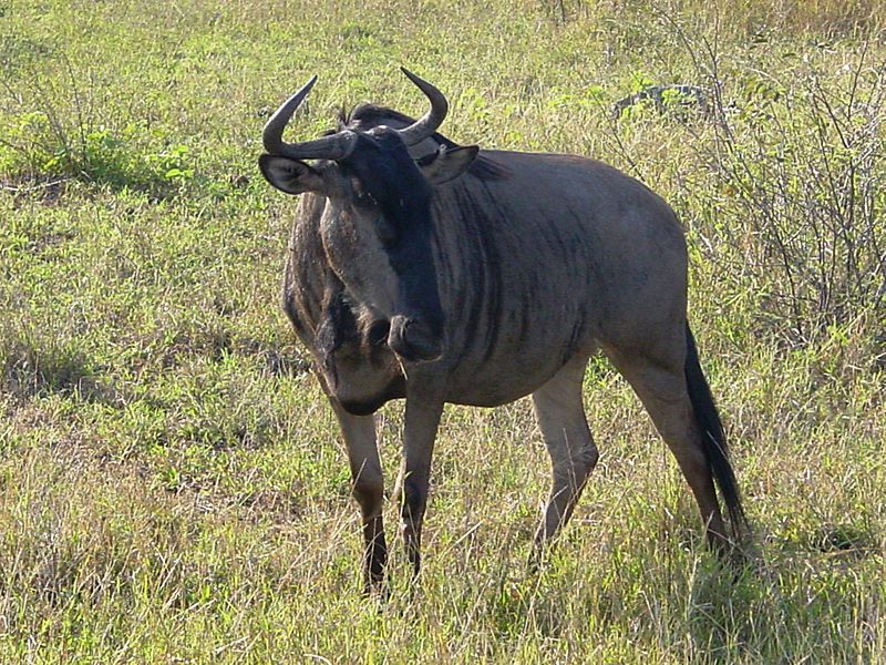 Die schönsten Urlaubsstrecken mit dem Auto – Heute: Durch den Krüger-Nationalpark - Bild: Wikipedia