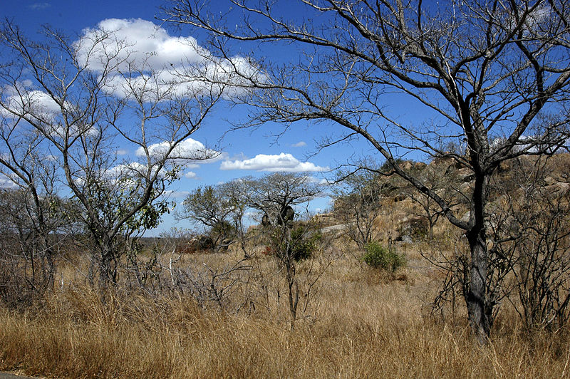 Die schönsten Urlaubsstrecken mit dem Auto – Heute: Durch den Krüger-Nationalpark - Bild: Wikipedia