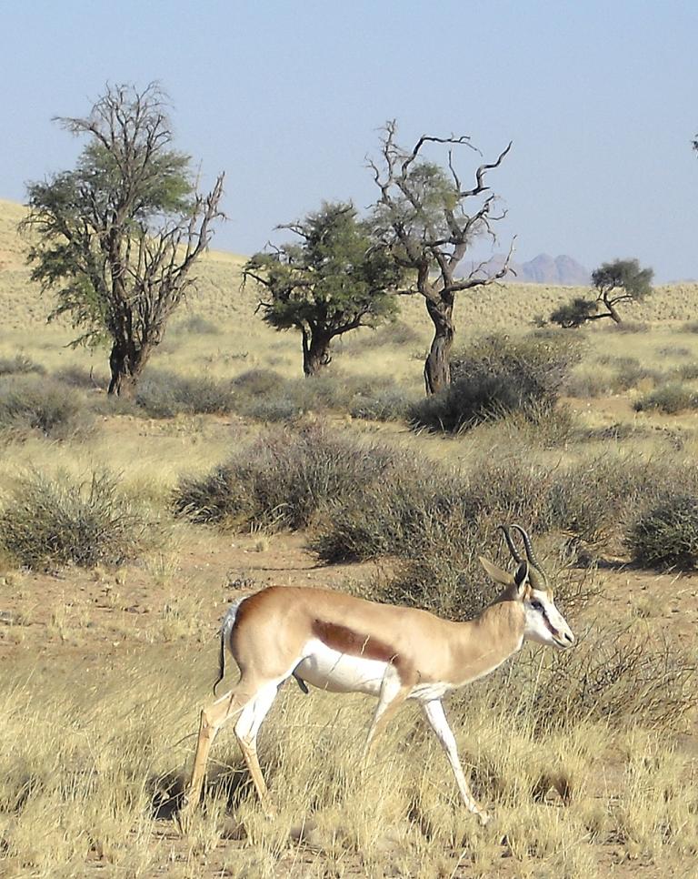 Ein Yeti in Afrika (II): Das Land der Dünen - mit Skodas Kompakt-SUV durch Namibia