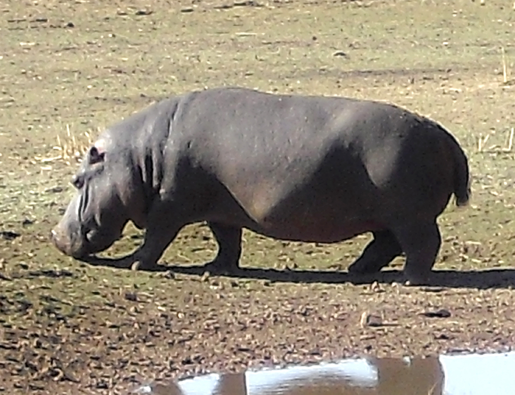 Flusspferd unweit der Mount Etjo Safari Lodge. 