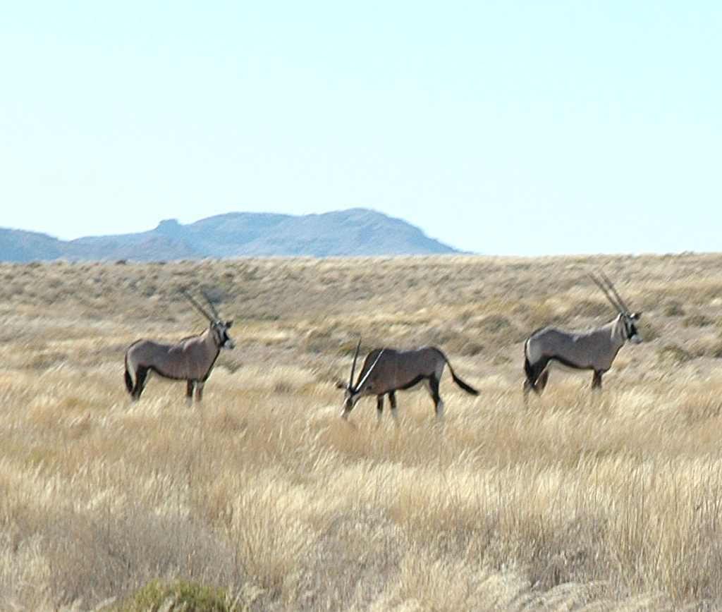 Oryxantilopen an der Strecke. 