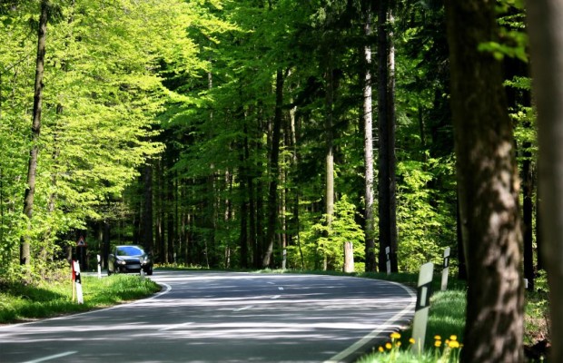 Jeder fünfte tödliche Verkehrsunfall durch Aufprall auf einen Baum