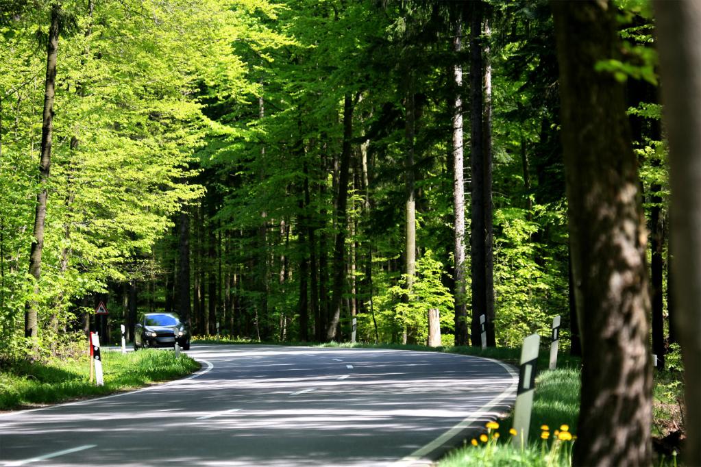 Jeder fünfte tödliche Verkehrsunfall durch Aufprall auf einen Baum