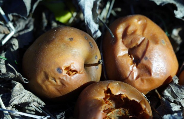 Grünzeug als Treibstoff-Lieferant