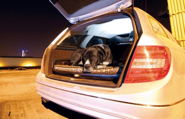 Recht: Hund bei Verkehrsunfall getötet - Kein Schmerzensgeld für Halterin