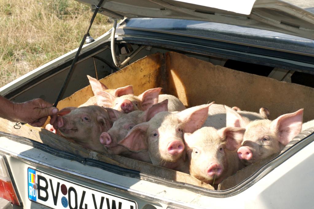 Tiertransporte im Dialog