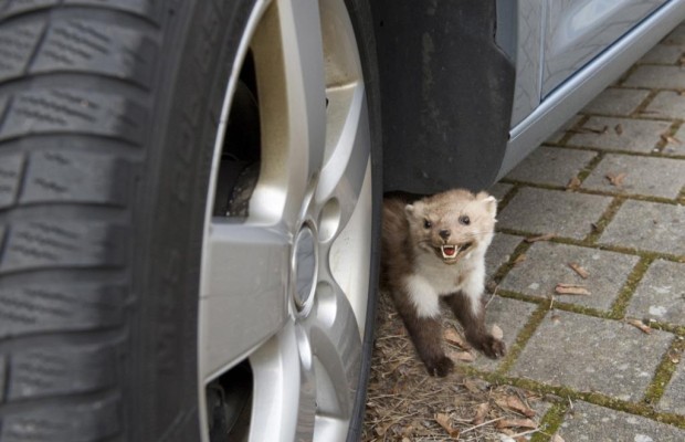 Marderbisse - Kleine Tiere - große Schäden