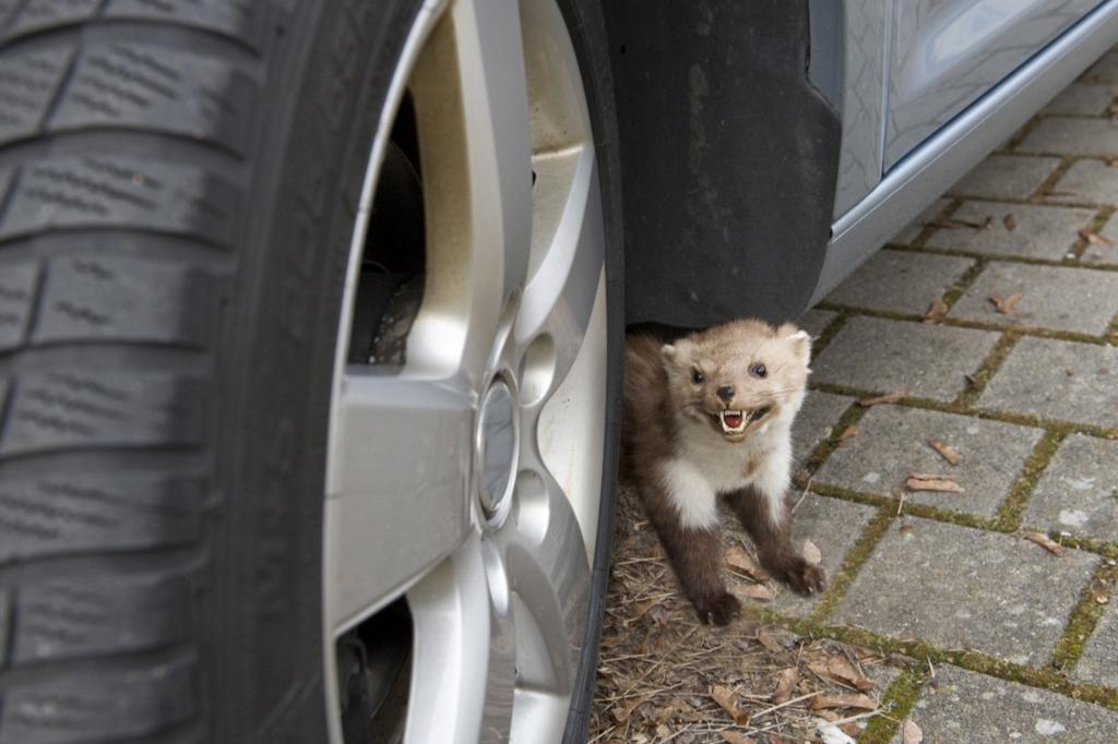 Marderbisse - Kleine Tiere - große Schäden