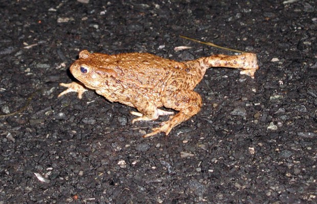 Amphibien gehen jetzt auf Wanderschaft