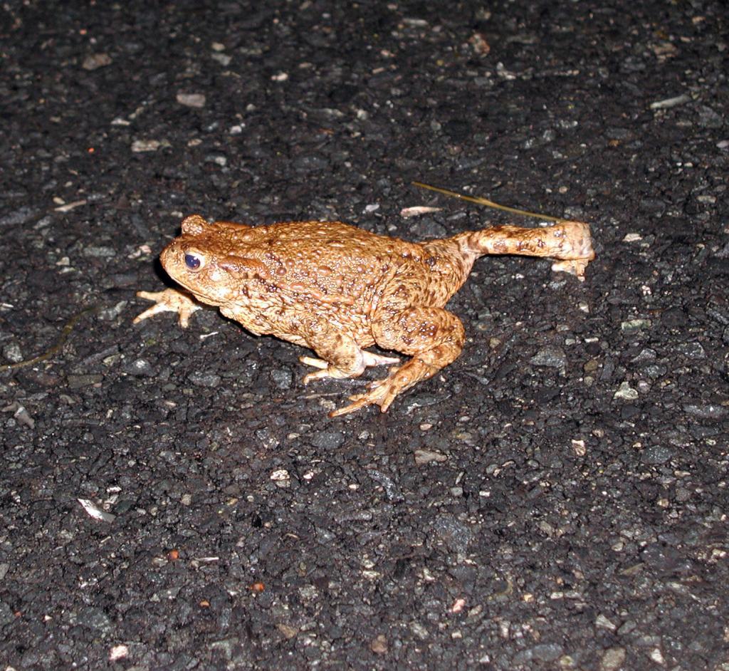 Amphibien gehen jetzt auf Wanderschaft