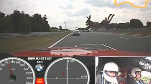 BMW M3 vs. Häschen - das Ergebnis dürfte klar sein
