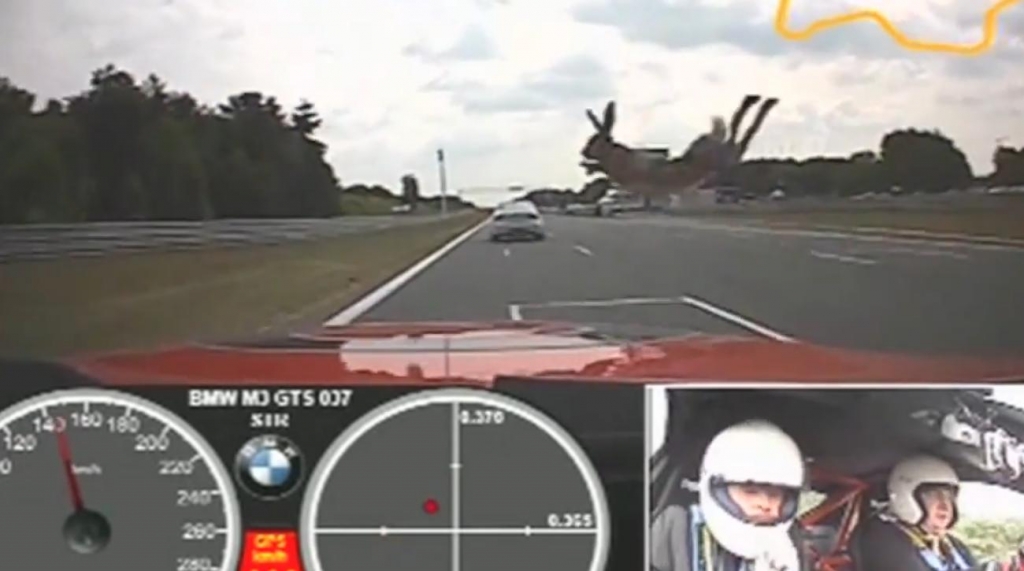 BMW M3 vs. Häschen - das Ergebnis dürfte klar sein