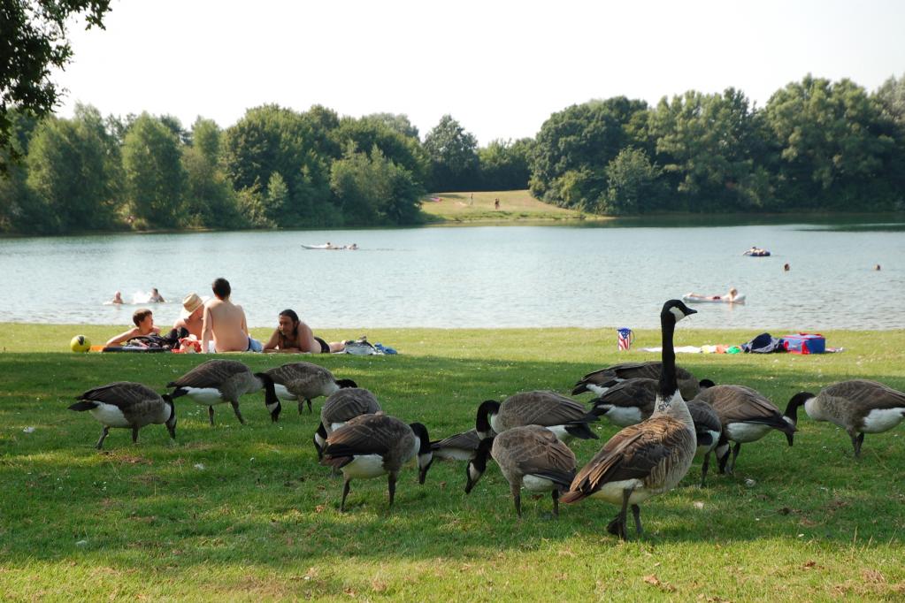 Badegewässer-Test: Zu viele Keime im Flachwasser