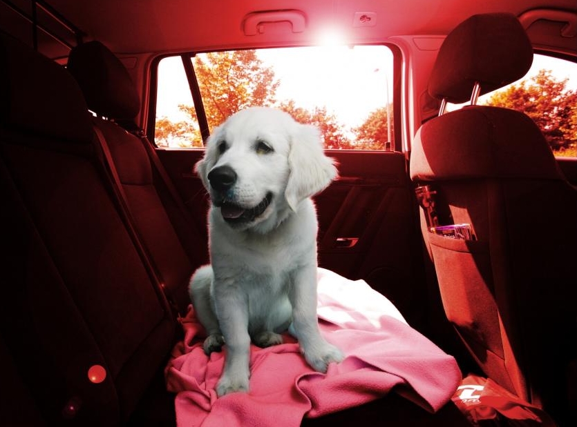 Hunde im Auto - Bellos gefährliche Hitzefalle