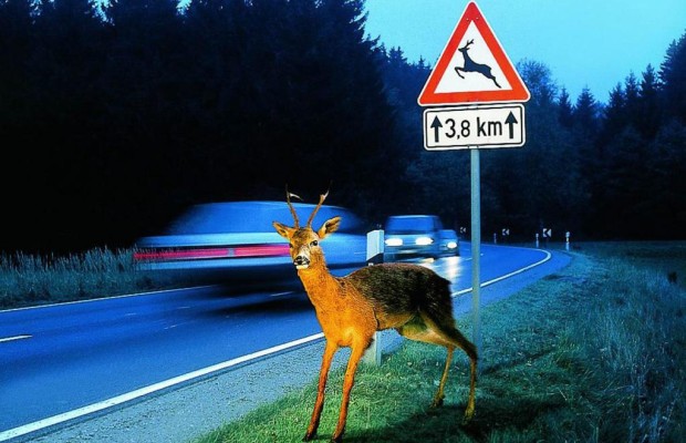 Rehe auf Partnersuche: Akute Wildunfallgefahr