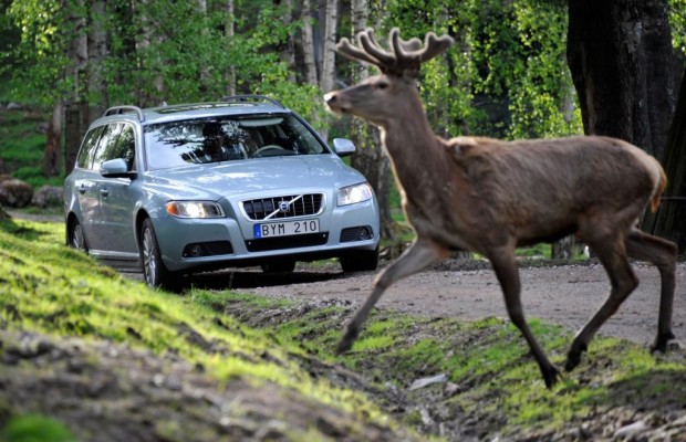 Stiftung beklagt Massensterben der Wildtiere im Verkehr