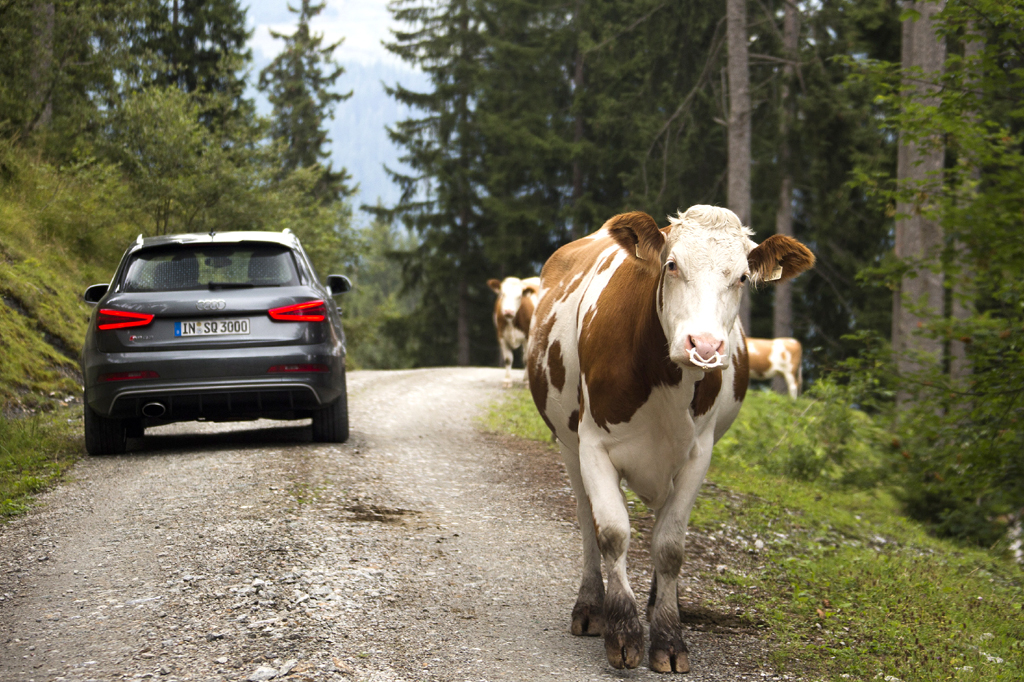 Tierische Begegnung: Audis neuer RS Q3 mit frei laufenden Almkühen. 
