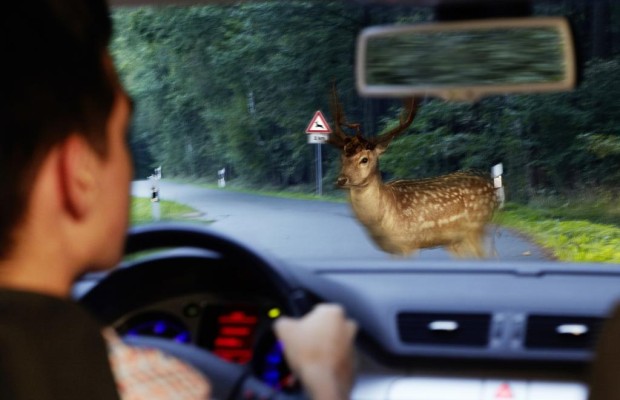 Wildunfälle im Herbst - Die unterschätzte Gefahr