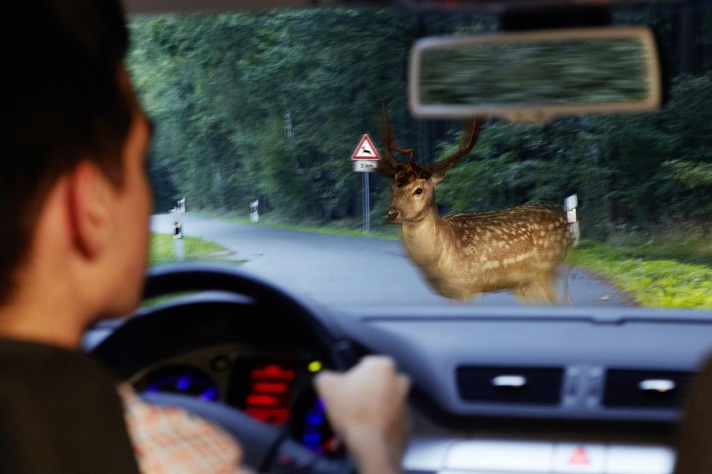 Wildunfälle im Herbst - Die unterschätzte Gefahr