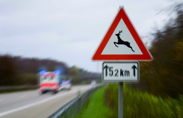 Wildunfälle auf dem Vormarsch