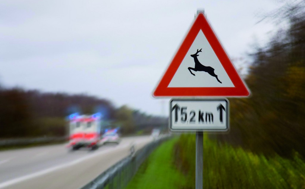Wildunfälle auf dem Vormarsch