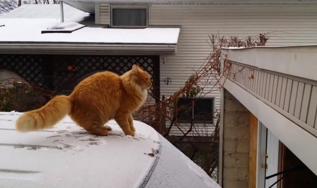 Katze auf dem kalten Blechdach - Bild: Youtube