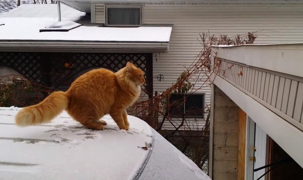 Katze auf dem kalten Blechdach - Bild: Youtube
