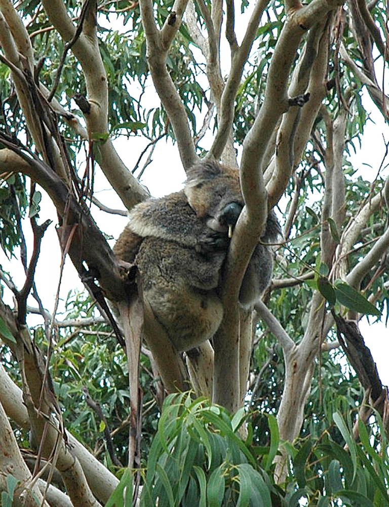 Koala im Eukalyptus-Baum am Cape Otway. 