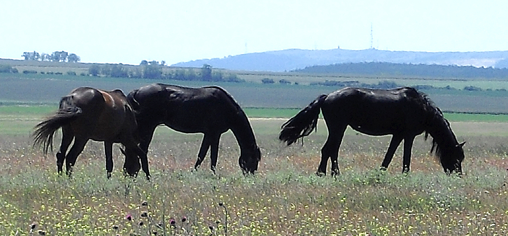 Noch keine Puszta: Pferde-Trio auf einer Wiese bei Székesfehérvar. 