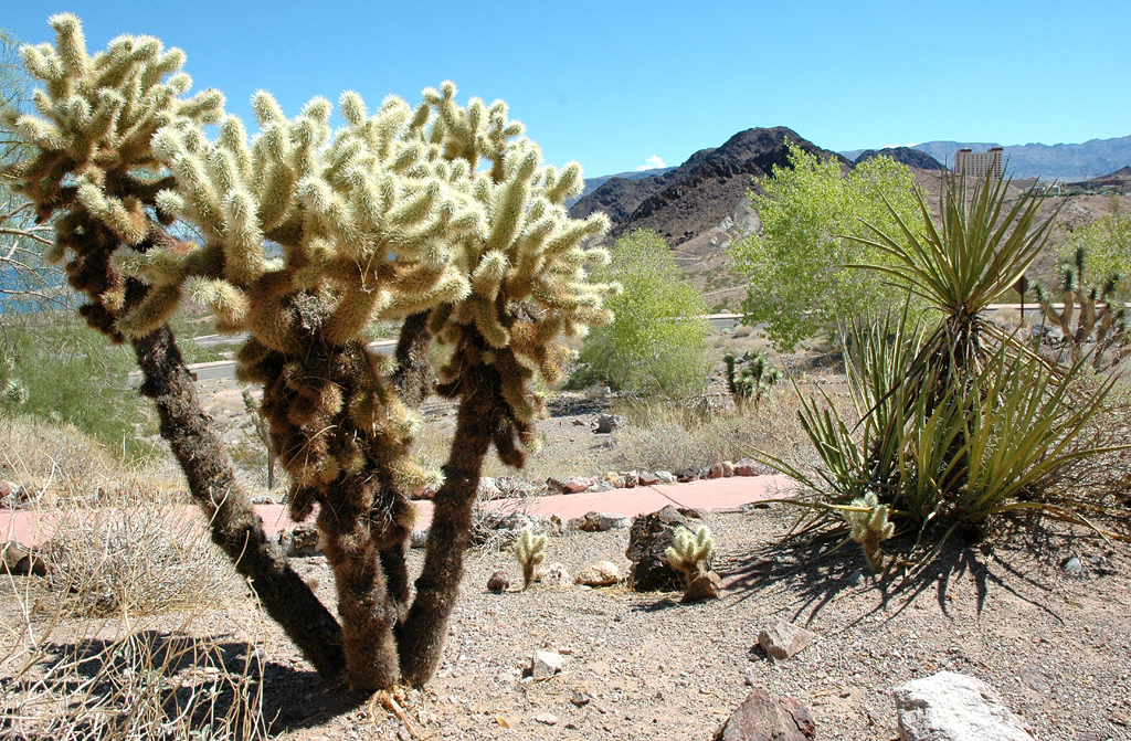 Vereinzelt Büsche, Sträucher, Kakteen: Die Gegend ist insgesamt eine eher karge. 