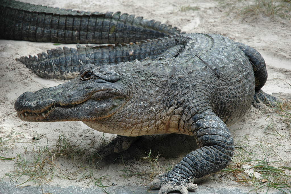 Alligatoren und sogar Krokodile leben in den Everglades.