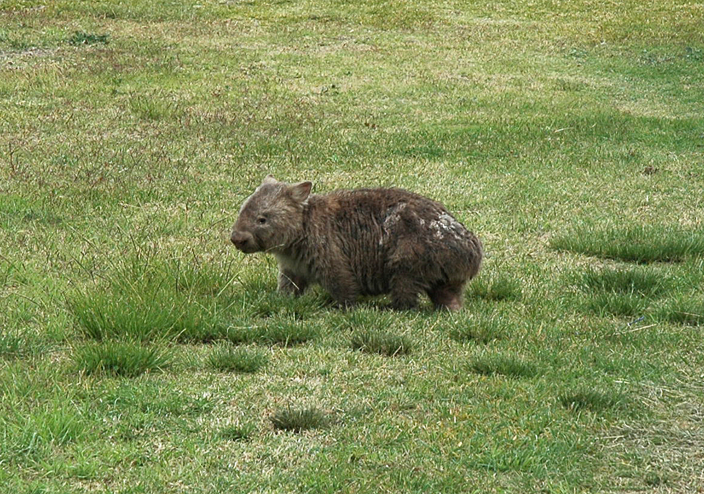 Down Under (III): Australien - von Portland nach Adelaide - Kleiner Wombat-Beutelsäuger