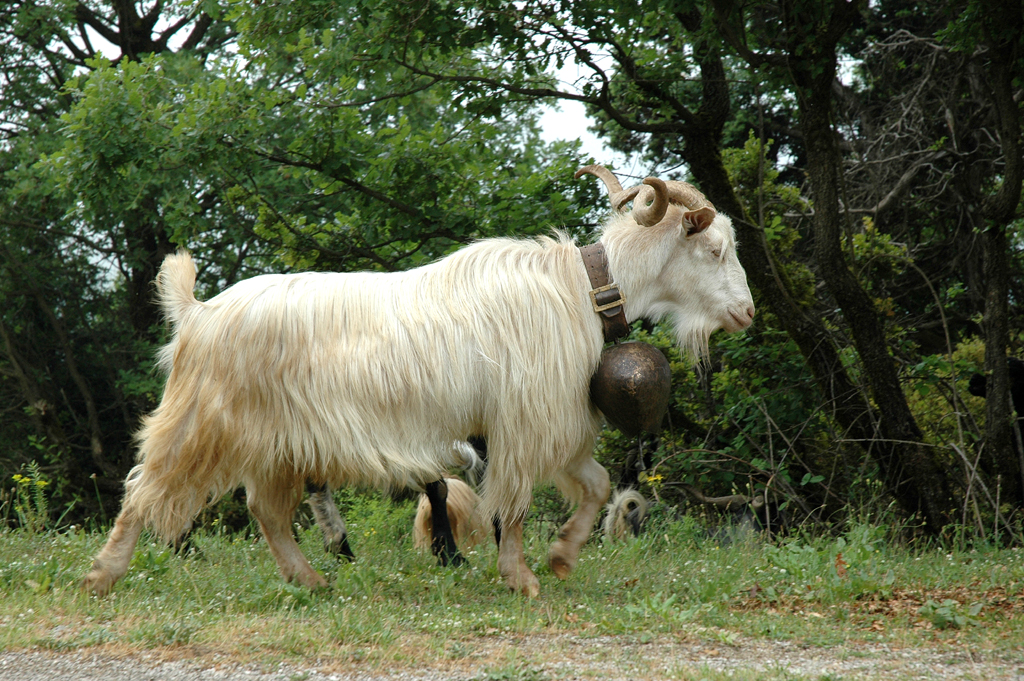Ganz schöner Brocken: Nordgriechischer Ziegenbock. 