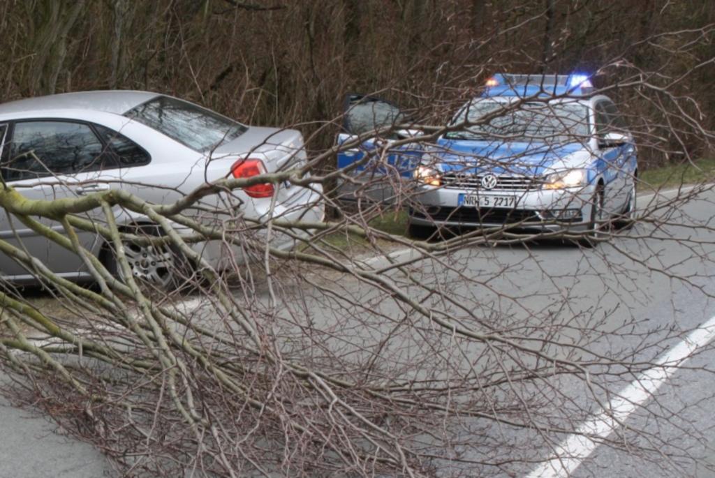 Recht: Verkehrssicherungspflicht der Kommune - Besser nicht unter Pappeln parken