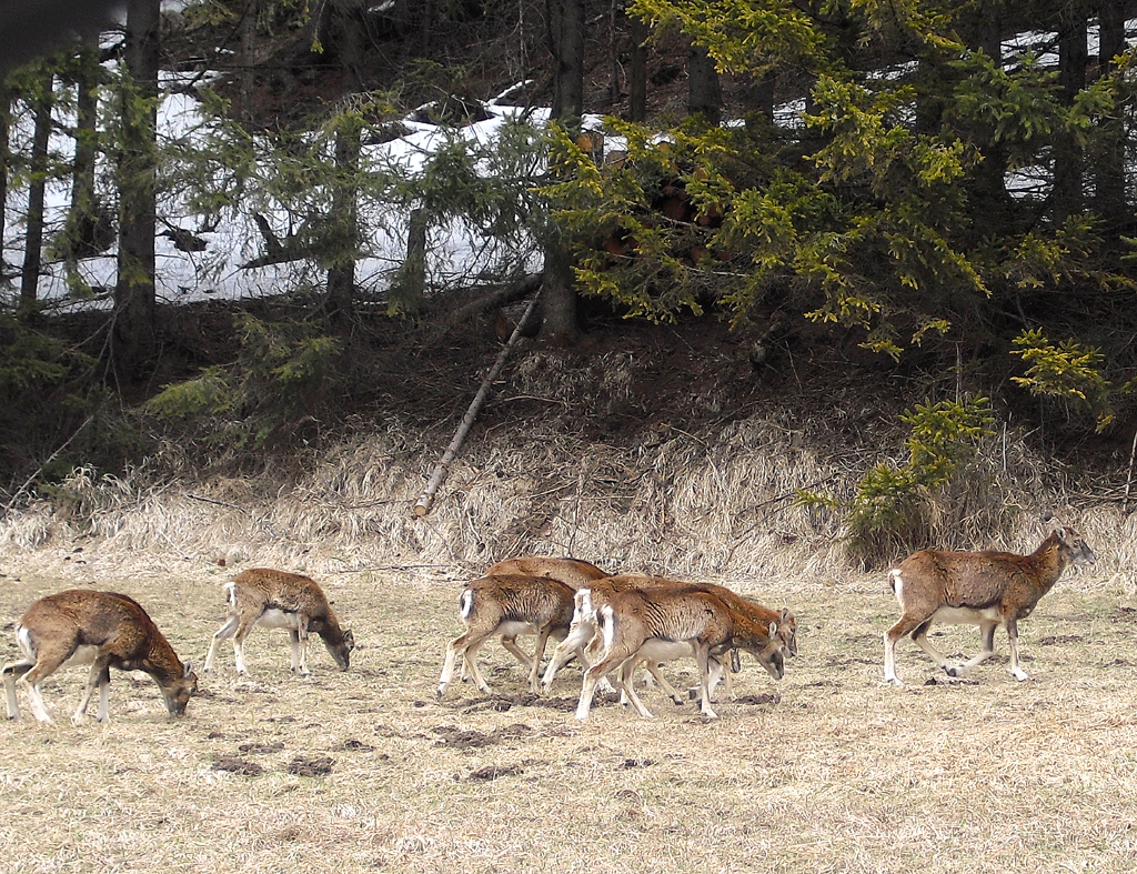 Tierisch: So wild ist das (Muffel-)Wild manchmal gar nicht.