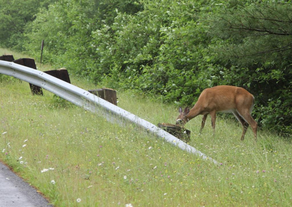 Wildwechsel: Tiere kennen keine Zeitumstellung