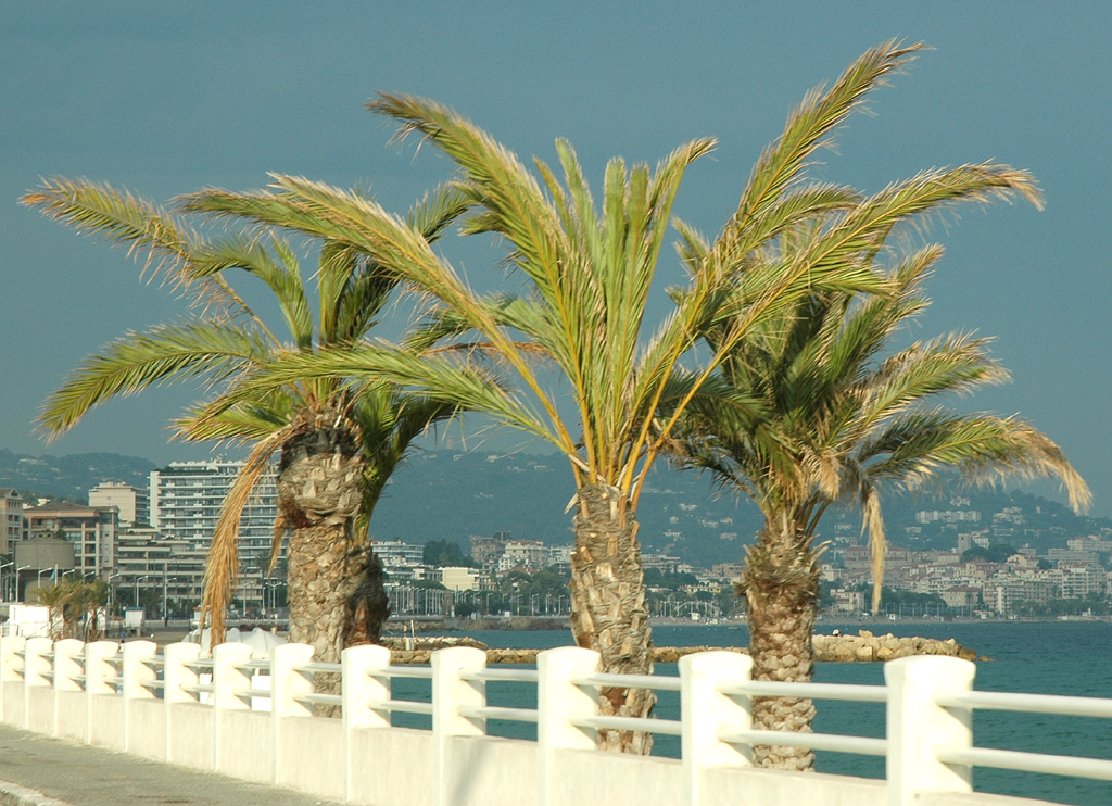 Hinter Palmen: Blick auf Cannes. 