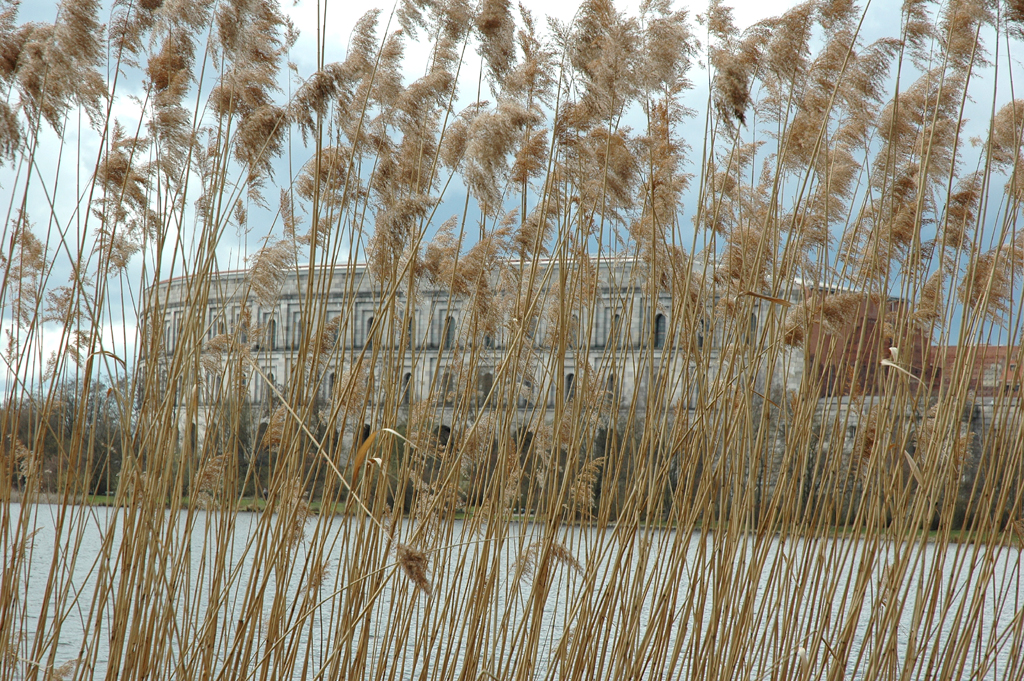 hinter hohem Ufergras am See auf dem Reichsparteitags-Gelände: Kongresshallen-Torso. 